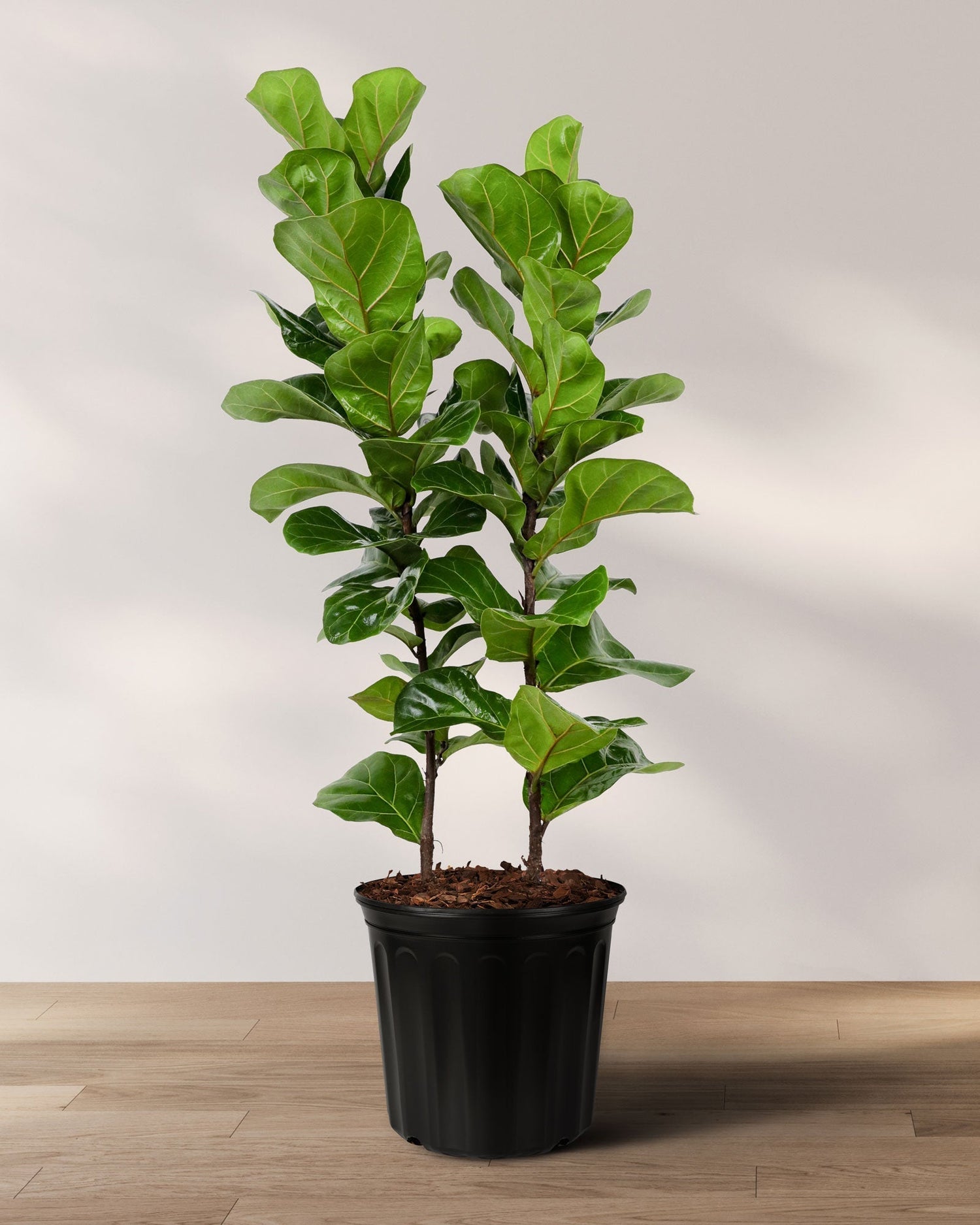 Ficus Lyrata fiddle leaf fig in black pot blog