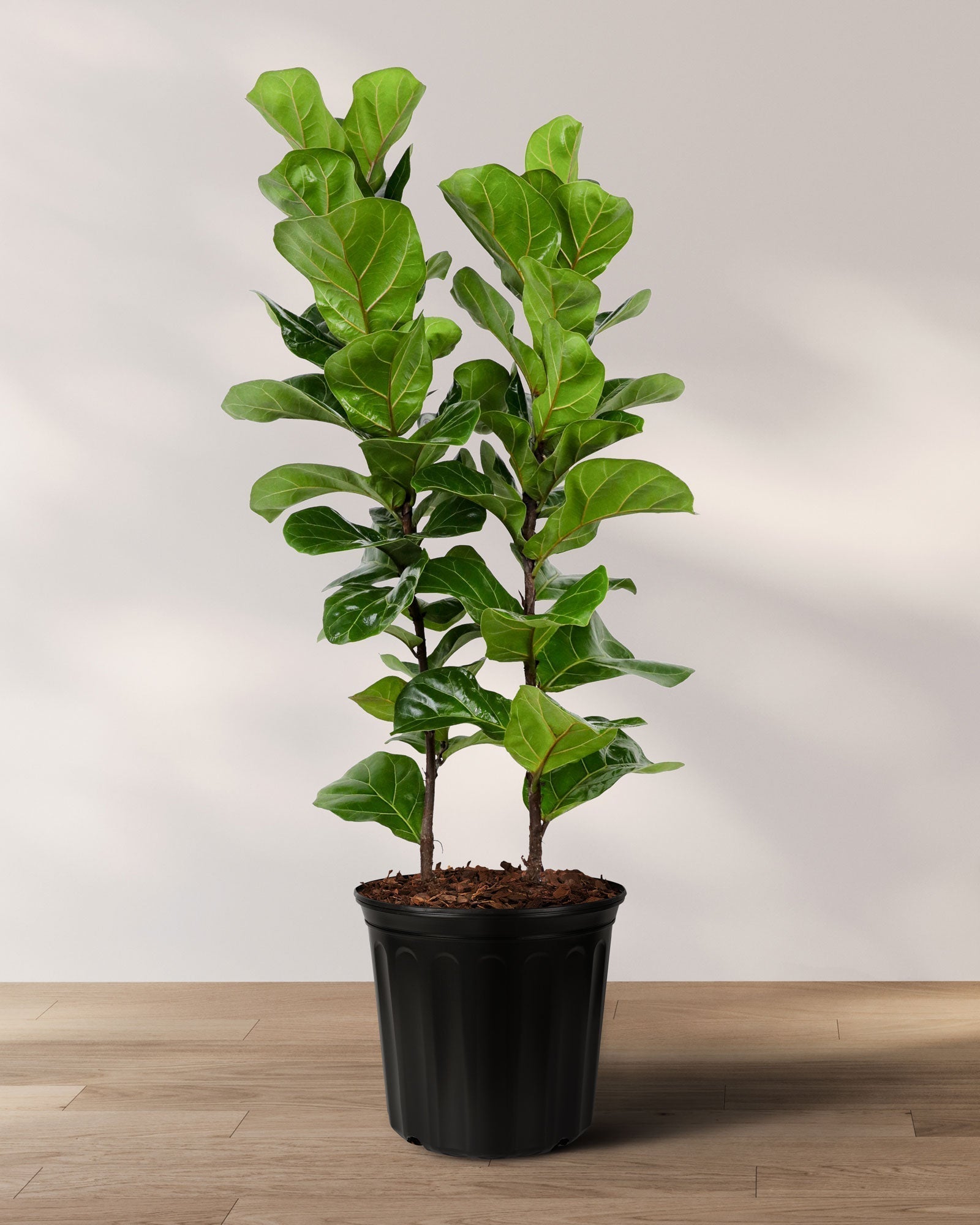 Ficus Lyrata fiddle leaf fig in black pot blog
