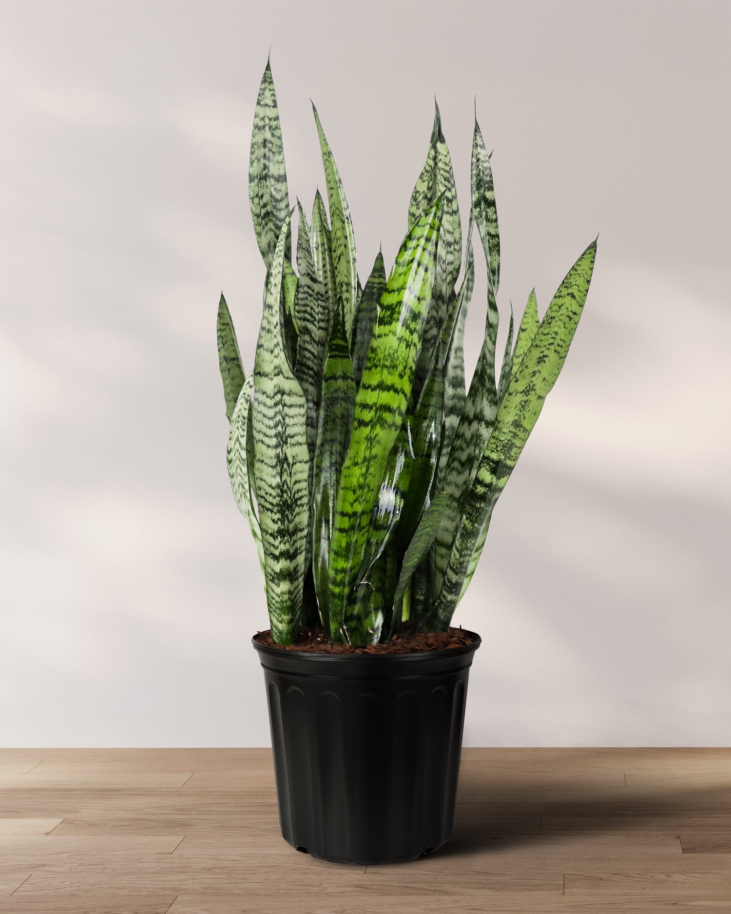 How to Divide Sansevieria