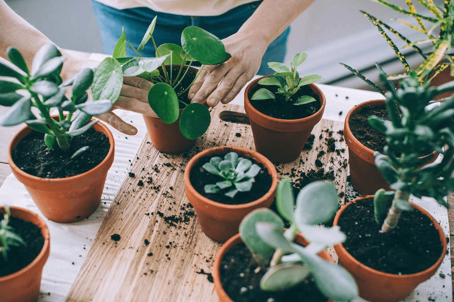 Top 10 Best Houseplants for Beginners