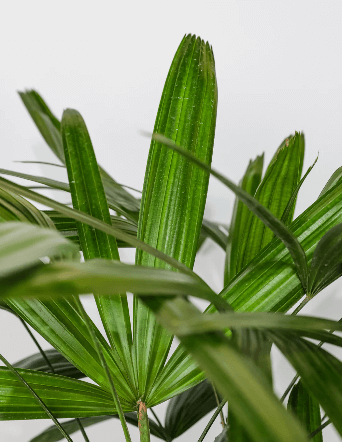Top 6 Best Cold Hardy Palm Trees for Your Landscape