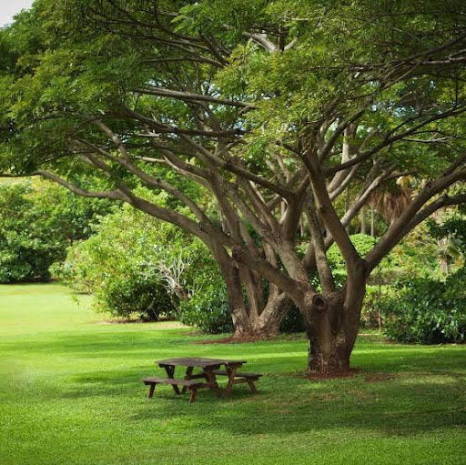 Uses and Importance of Shade Tree - Complete Guide