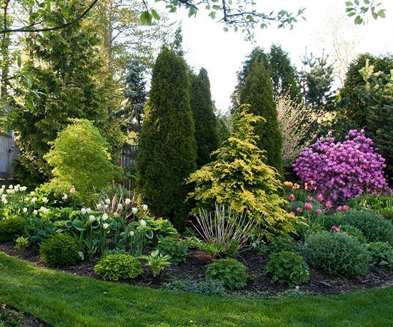 Evergreen Shrubs For Your Garden - Ultimate Guide