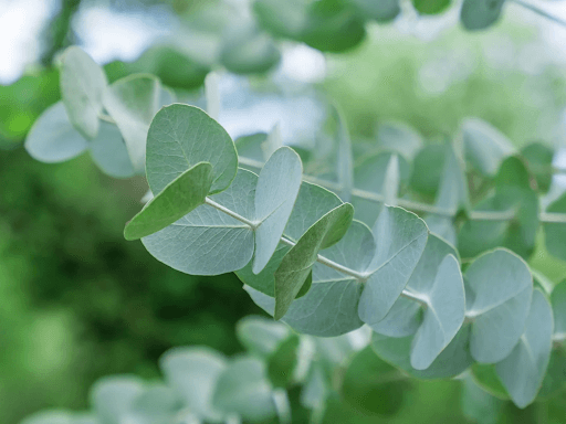 How to Care and Grow Silver Dollar Eucalyptus Tree