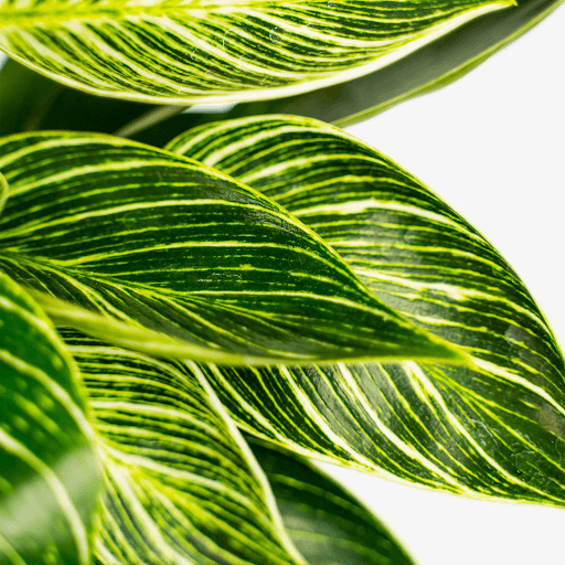 Ultimate Care Guide for Variegated Indoor Plants