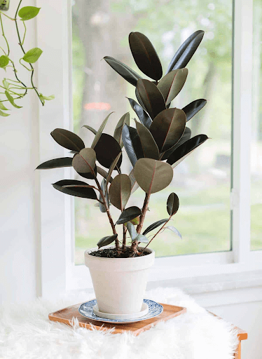 How to Grow and Maintain a Ficus Rubber Tree