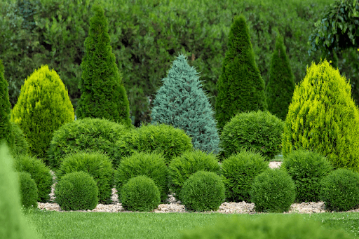 Ultimate Guide on How to Prune Shrubs