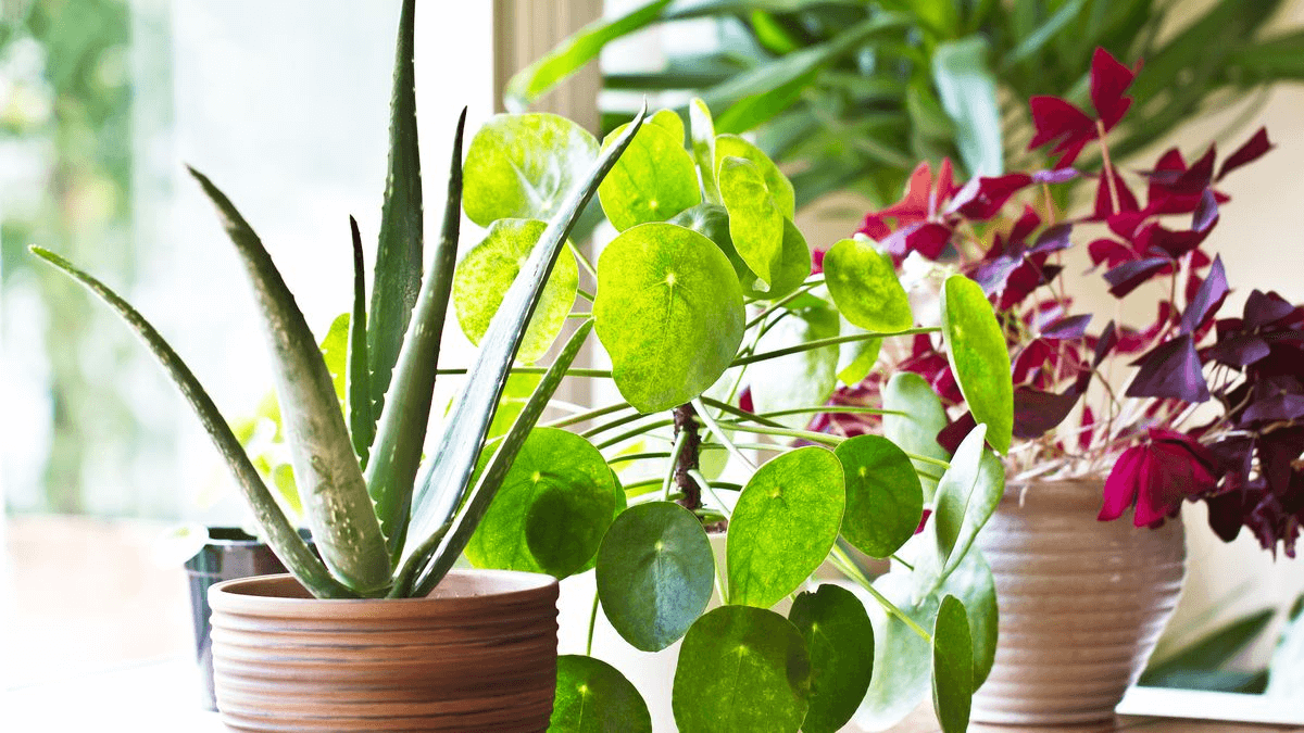 Benefits of Indoor Plants and Why They Are Important