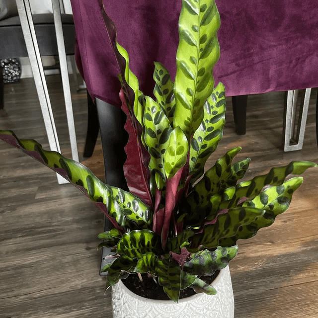 Why Indoor Plants Good for You - Ultimate Guide