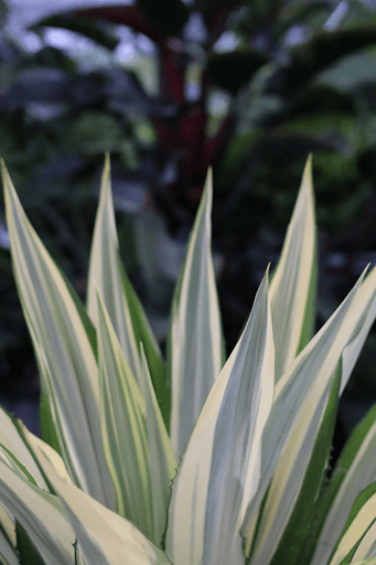 Agave Plant - Care and Growing Guide | Eureka Farms