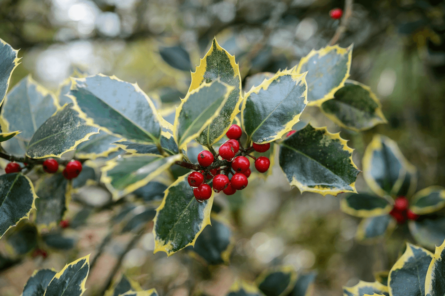 What Are the Types of Holly Tree and General Care