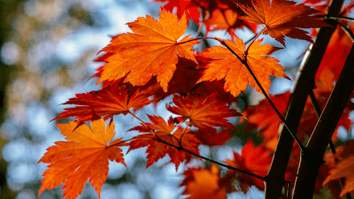 Types of Maple Trees and How to Identify