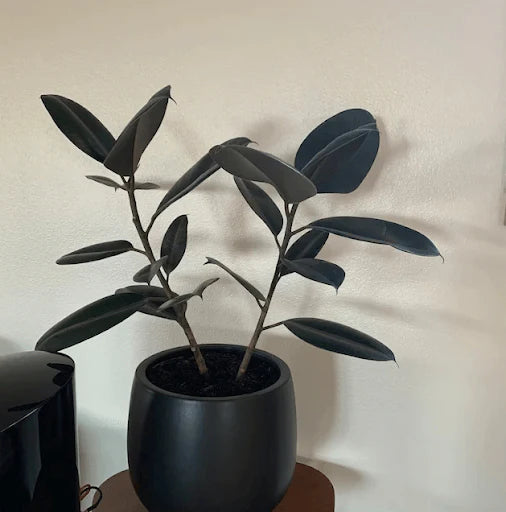 Essential Care Guide of Ficus Burgundy Bush