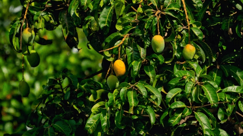 Benefits and Uses of Mangifera Indica