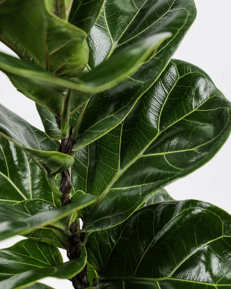 Top 10 Large House Plants for Your Indoor