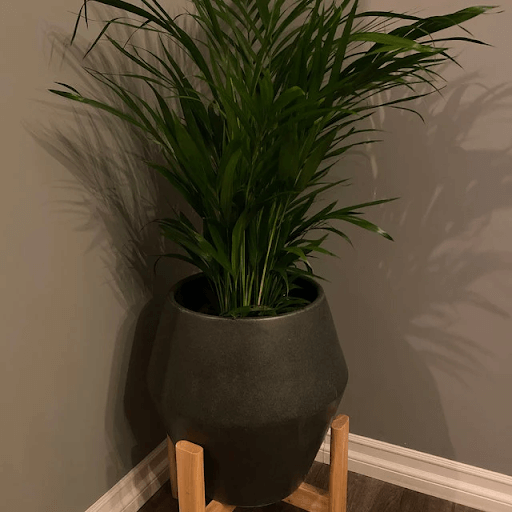 What are the Benefits of Pet-Friendly Plants?