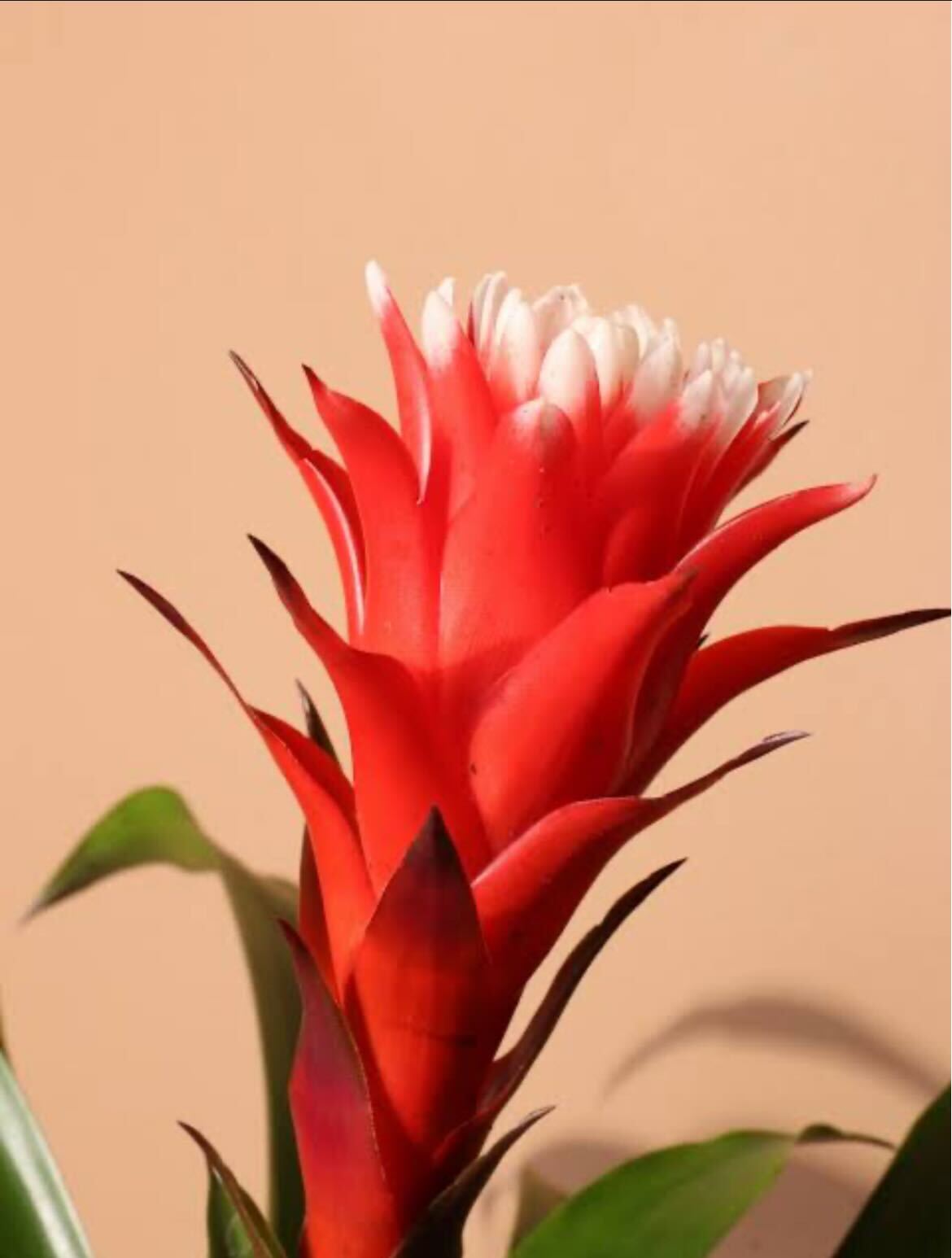 Close-up of Bromeliad bloom showcasing red layered bracts and small white central flowers with a soft beige background