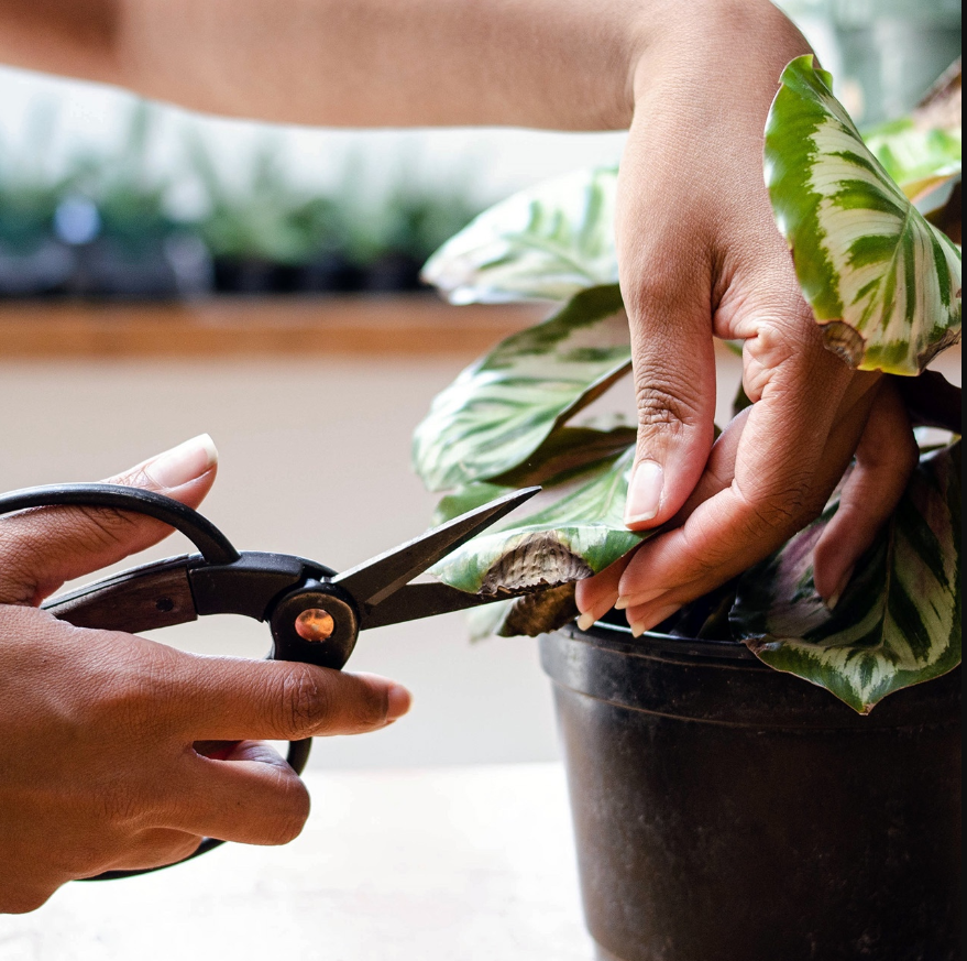 Hands trimming a damaged leaf from a variegated houseplant in a black nursery pot with pruning shears