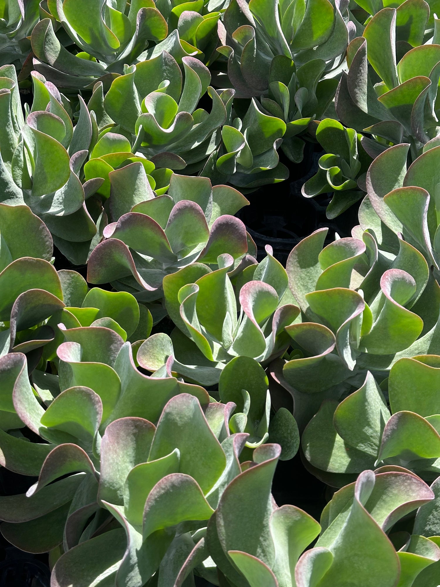 Close-up of clustered green paddle succulents with rounded leaves and pink-tinged edges in nursery trays under sunlight