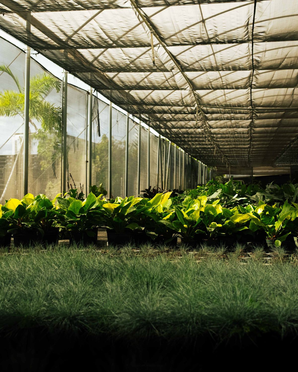 Potted houseplants growing in rows under a shaded greenhouse canopy at a nursery