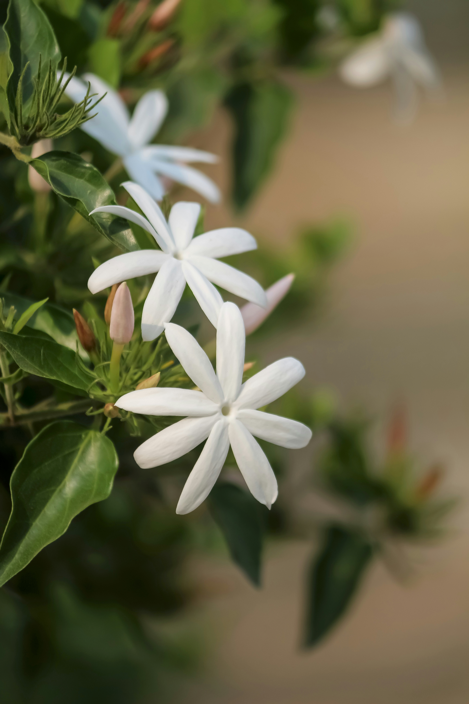 White star-shaped flowers blooming on a climbing vine with glossy green leaves and a soft blurred garden background