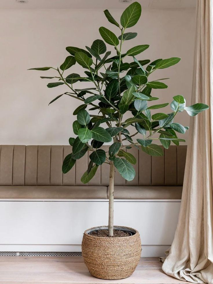 Ficus Audrey tree form single trunk