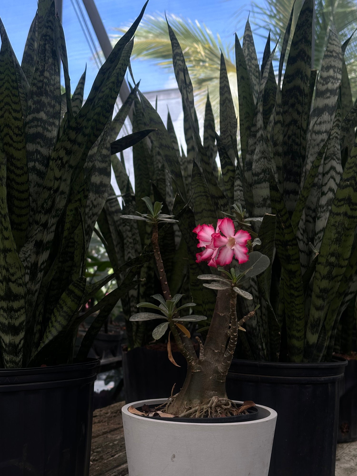 Best Housewarming Plant Gifts Everyone Will Love