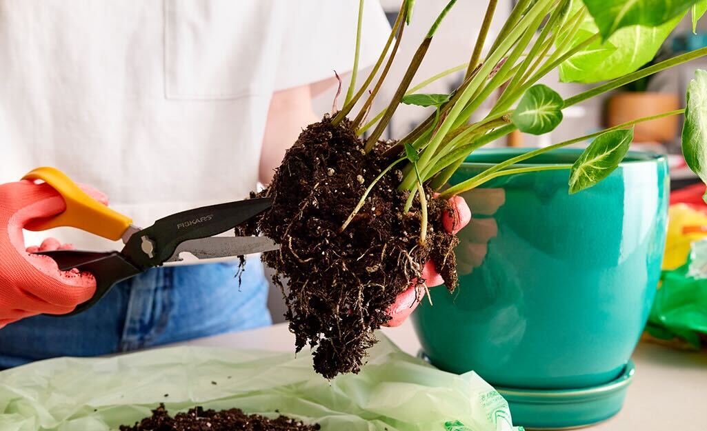 HOW TO REPOT A PLANT