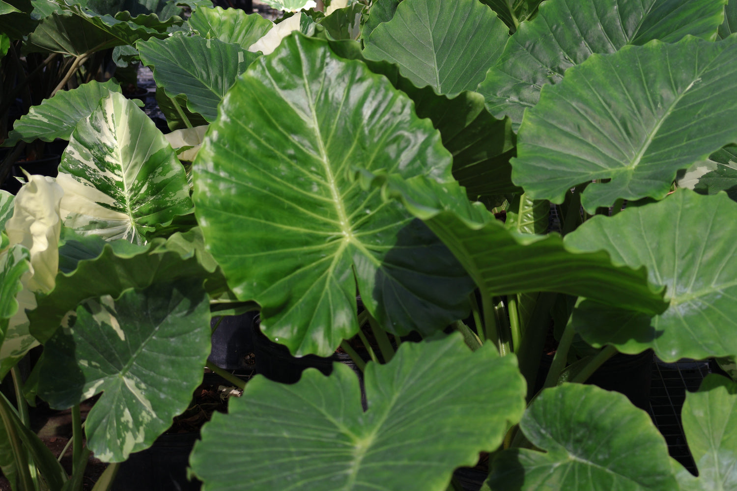 7 Houseplant Trends Taking Root in 2025