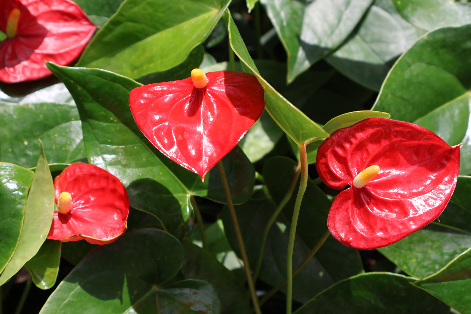 6 Sensational Houseplants that Add Color to Your Home