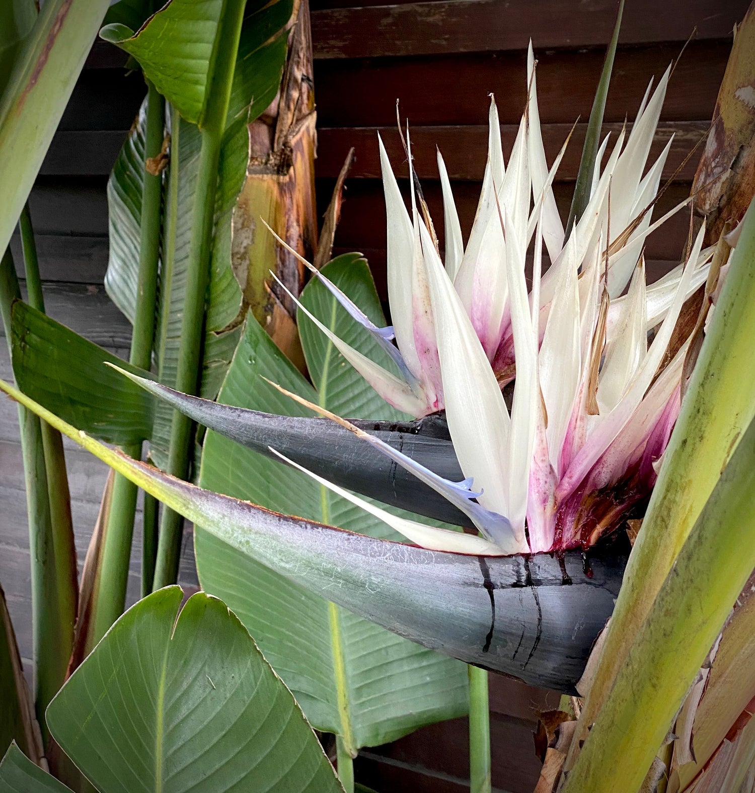 White Bird of Paradise