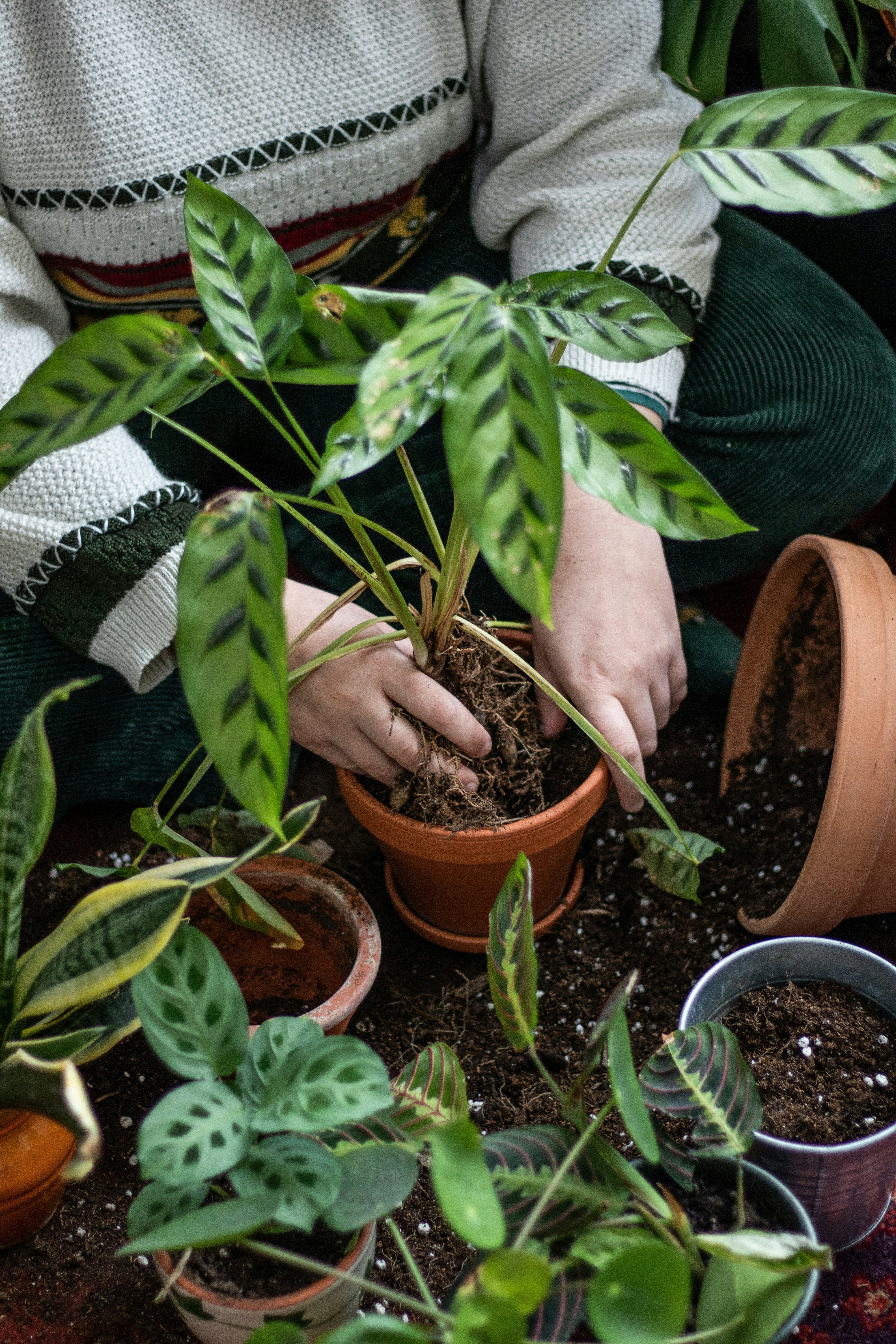 The Best Potting Mix Recipe for Indoor Plants – Eureka Farms