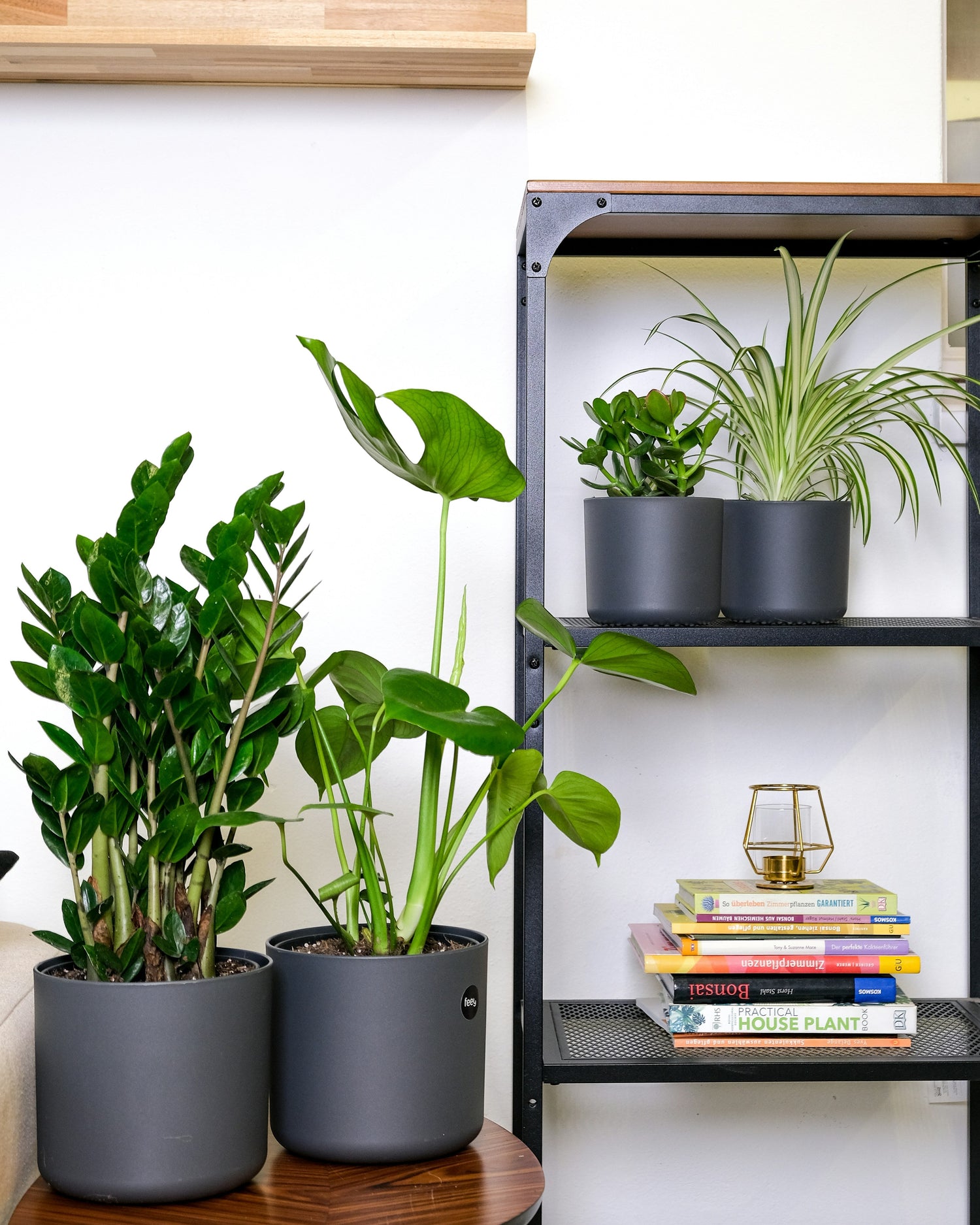 How to Help Indoor Plants Survive the Winter