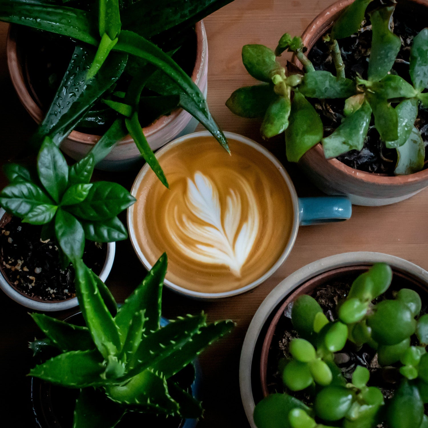 How to Reuse Coffee Grounds to Fertilize Houseplants