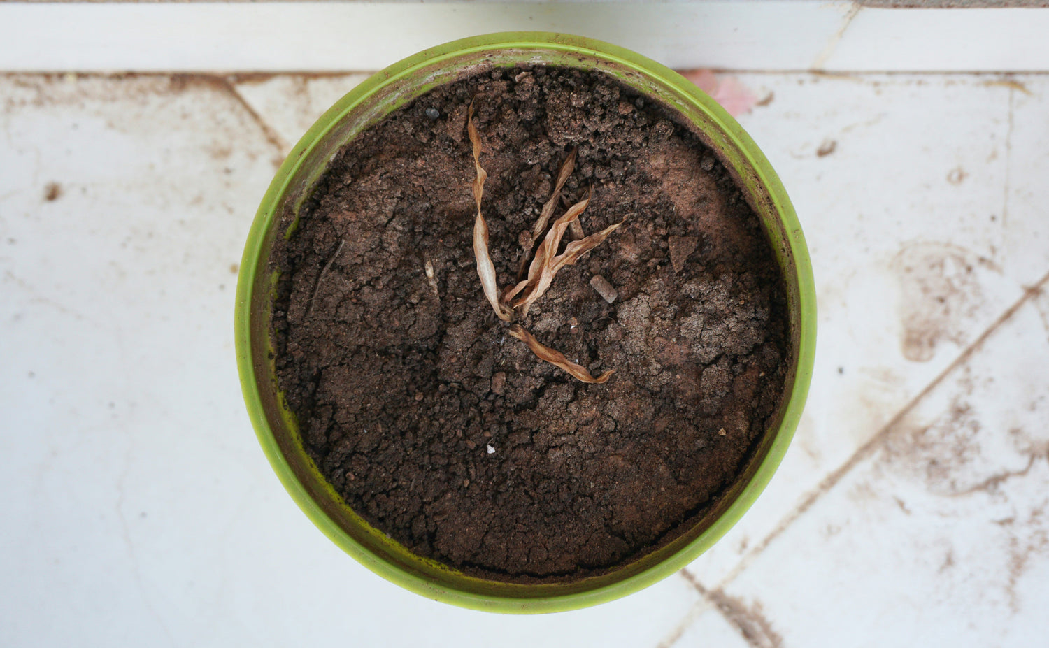 Signs Of Overwatered Plants