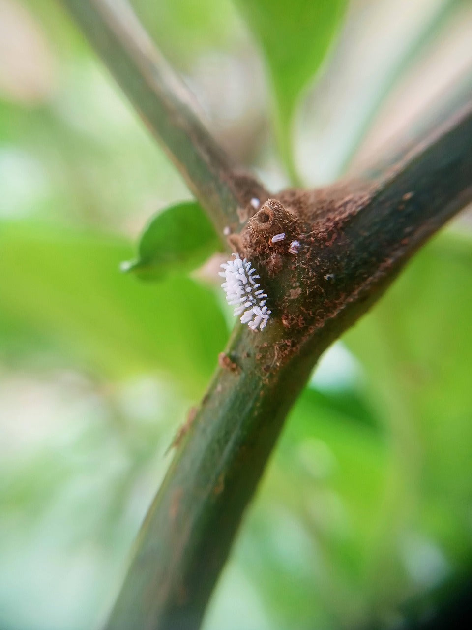 Plant Pests 101: Mealybugs