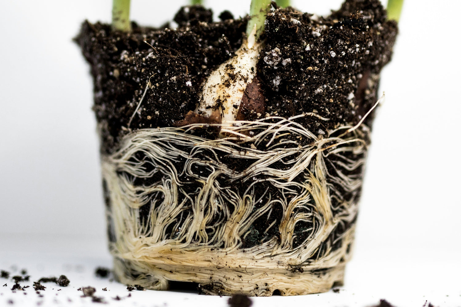 Transfer Your Cuttings To Soil: How and When