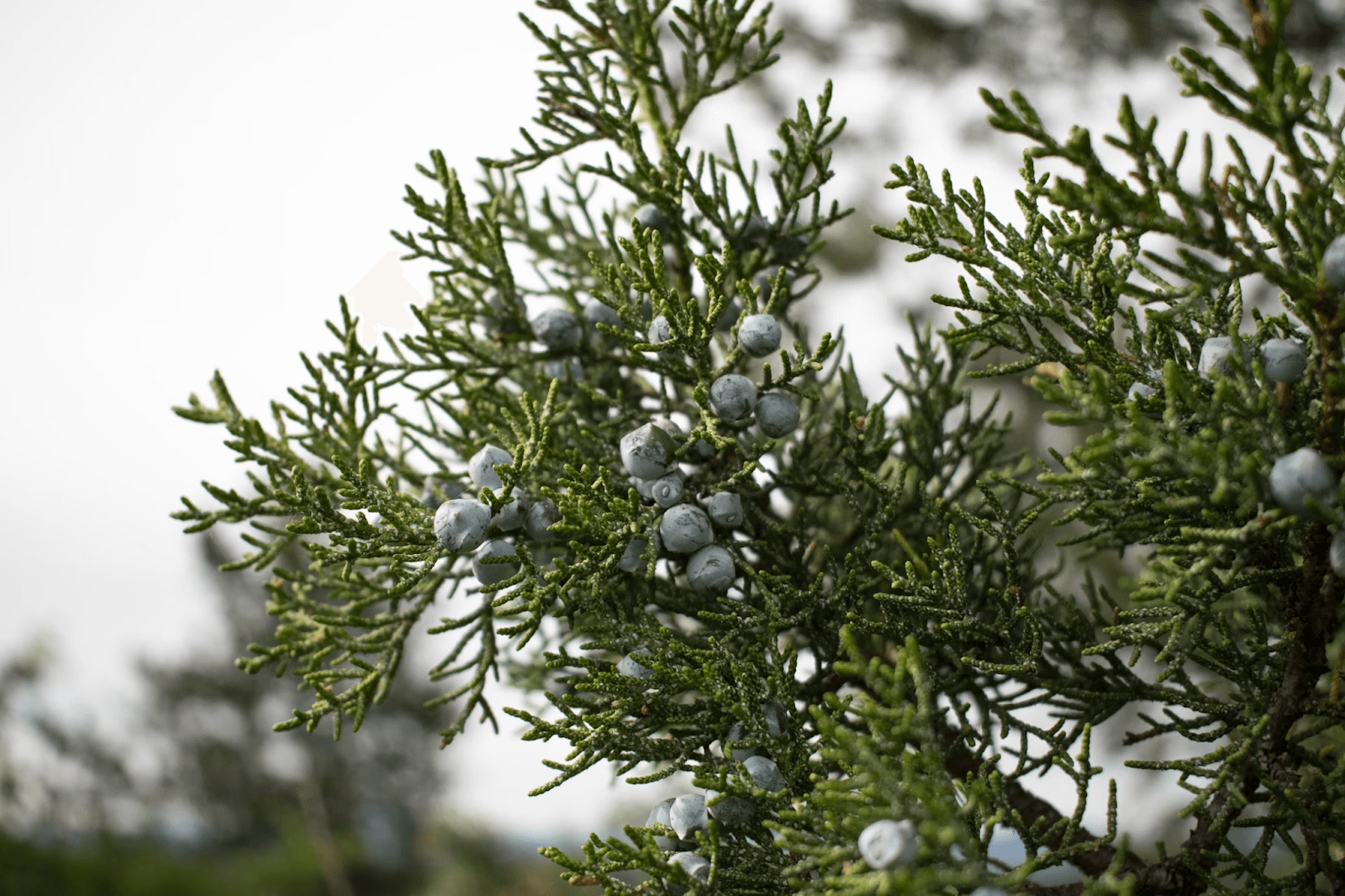 Facts About Juniper Trees-Ultimate Guide – Eureka Farms