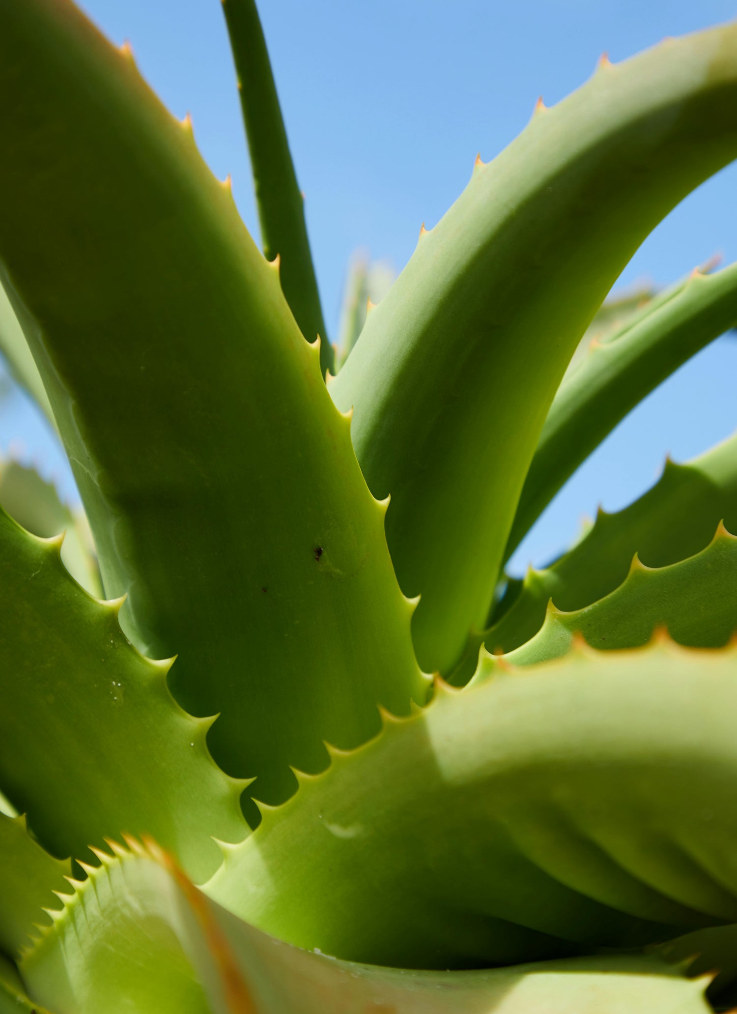 How To Grow Your Own Aloe Vera Plant