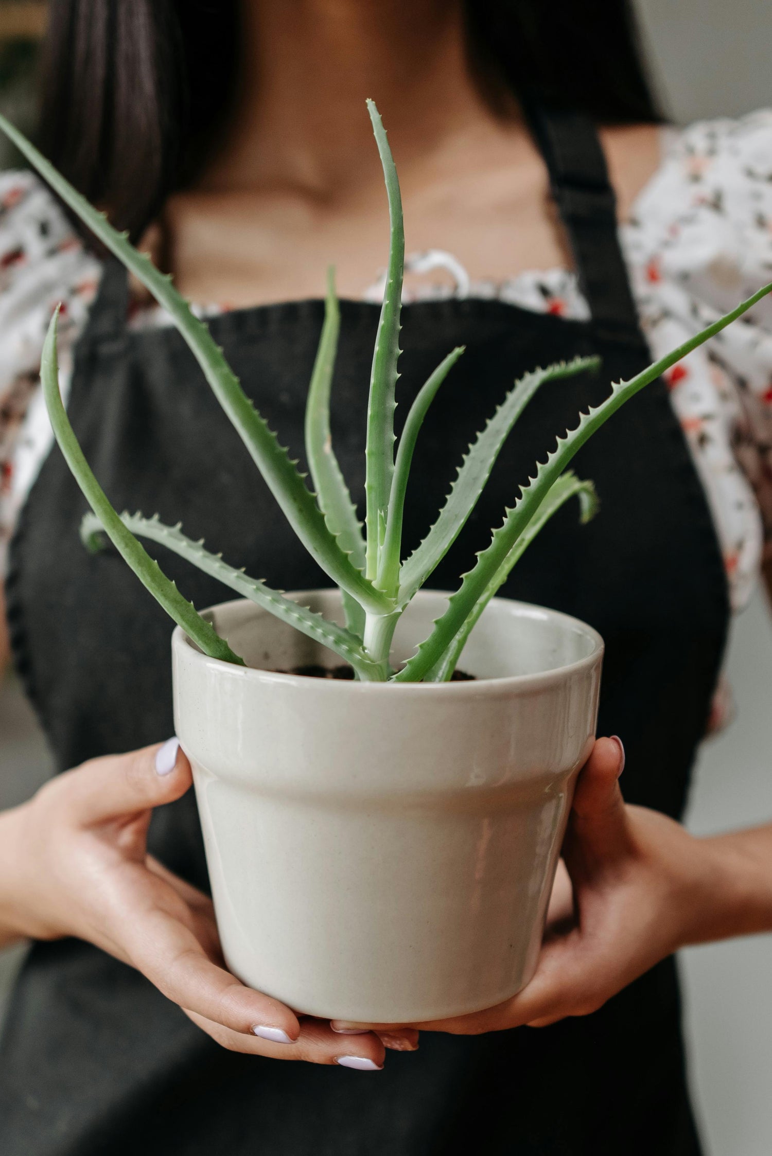 5 Best Plants To Gift On A Wedding