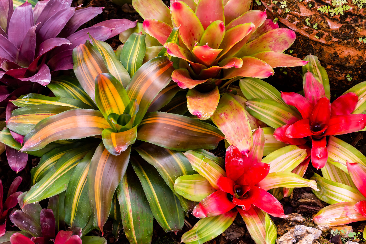 Bromeliads