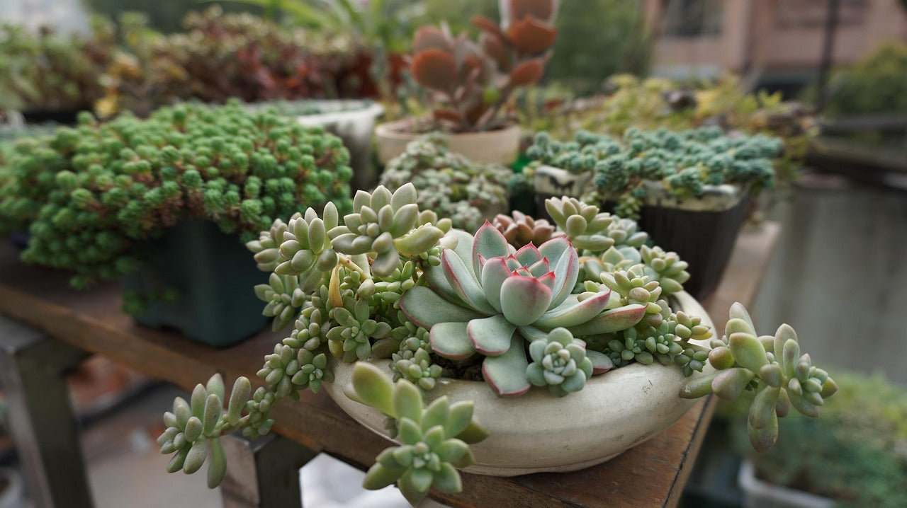 How to Propagate Succulents: Step-By-Step Guide