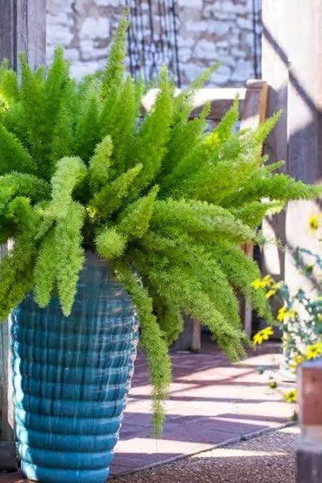 Foxtail Fern: Growing and Care Tips – Eureka Farms