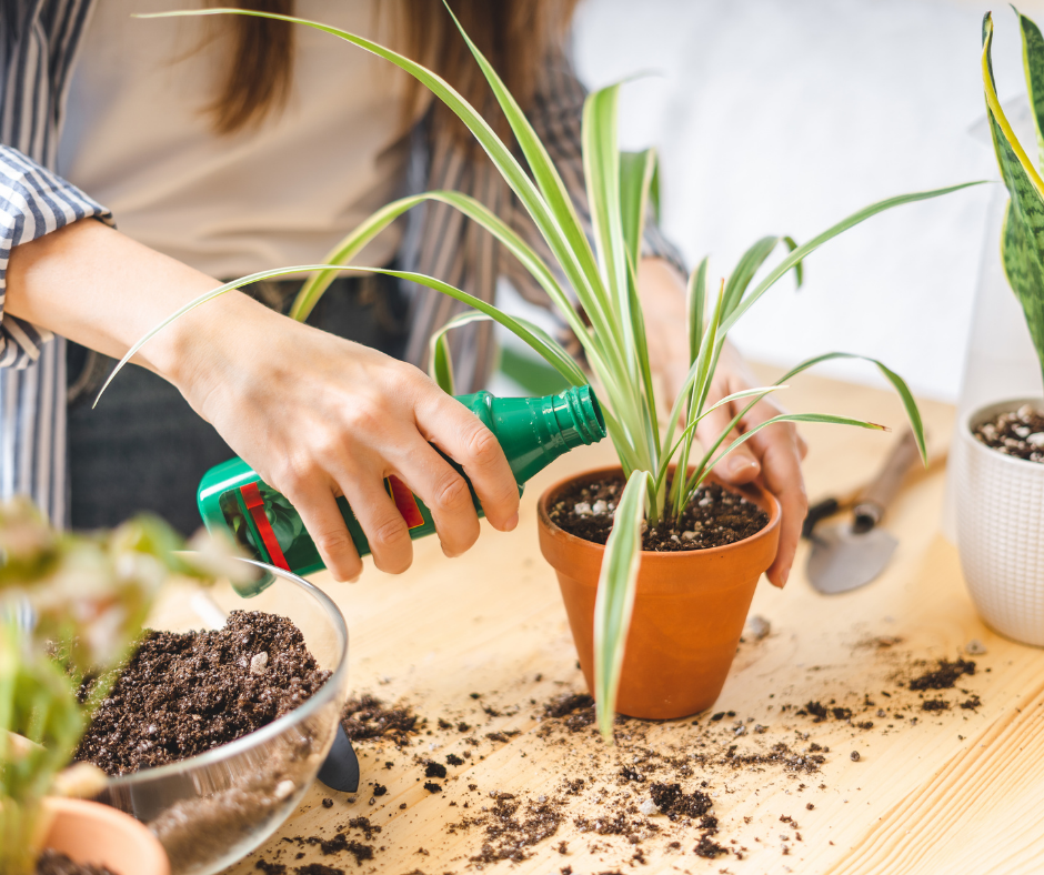 How to Fertilize Your Houseplants