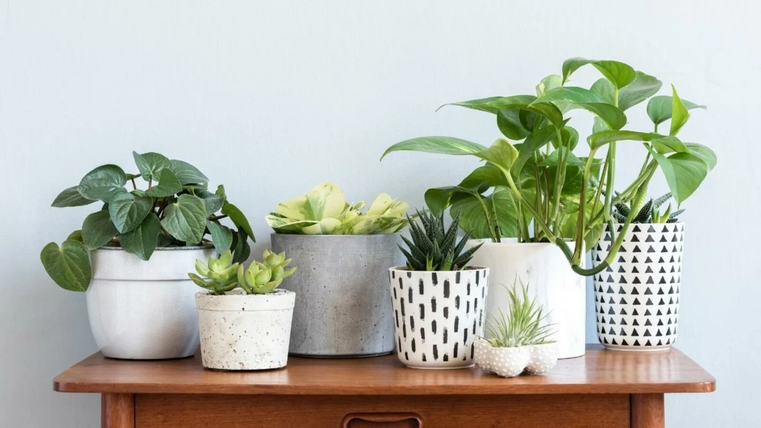 10 Common House Plants