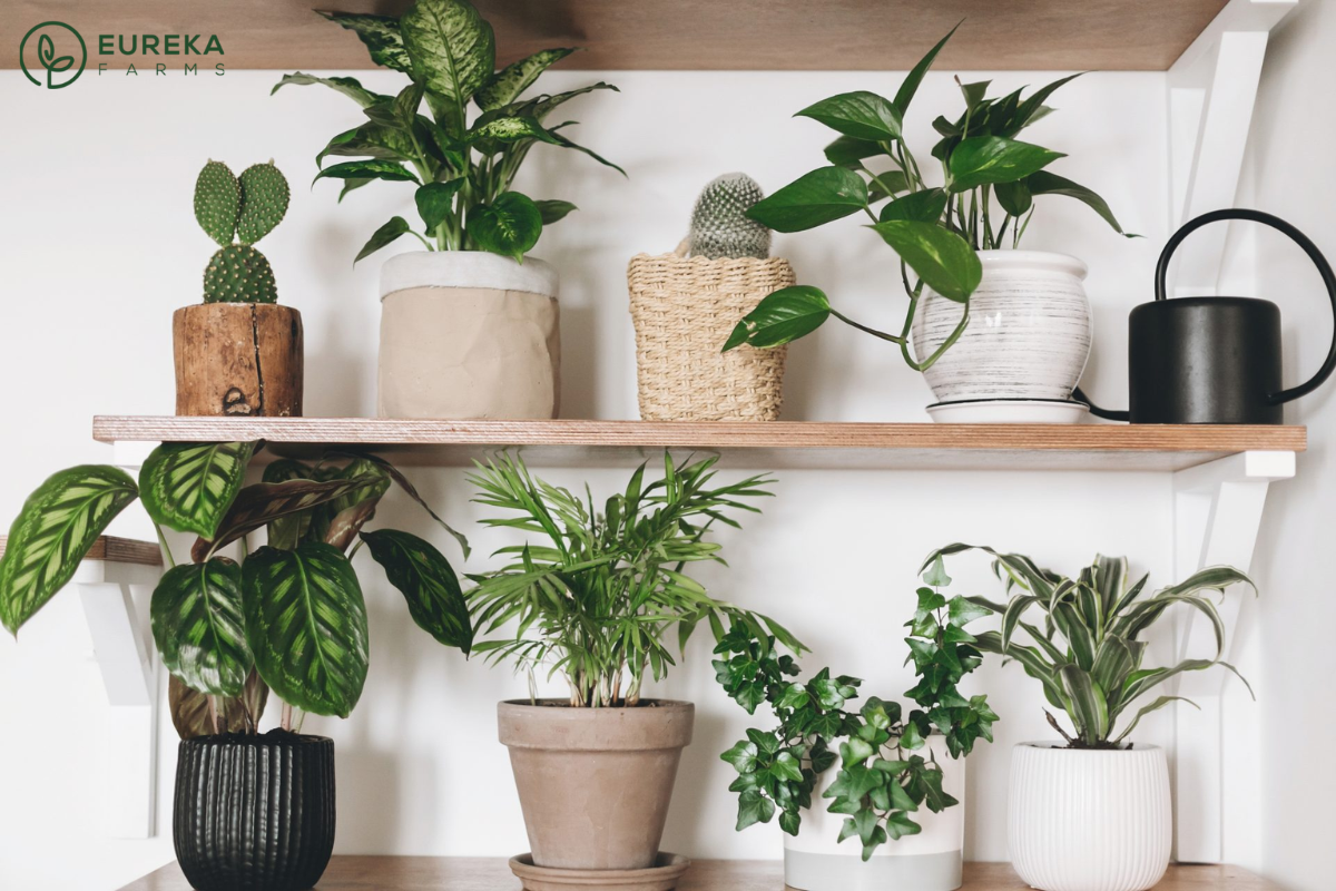 10 Houseplants That Will Thrive in Your Kitchen