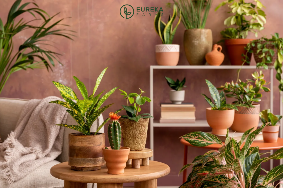 7 Houseplant Trends Taking Root in 2025