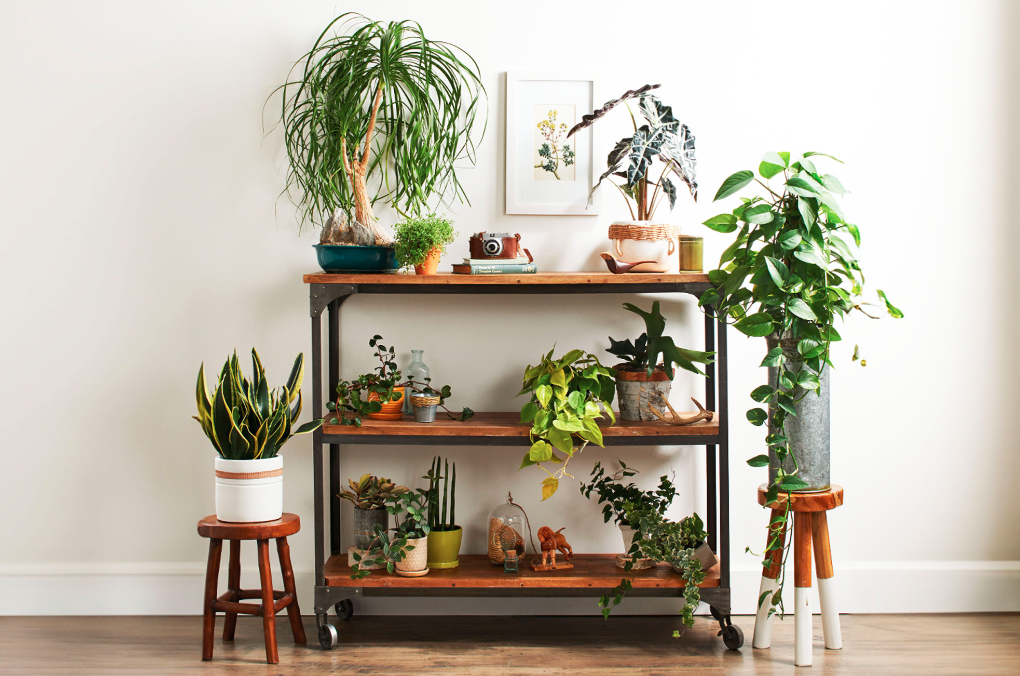 6 Common Indoor Plant Care Mistakes