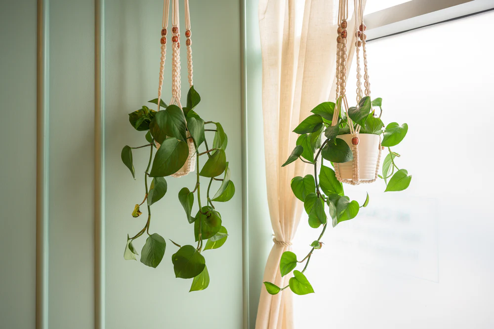 8 Best Houseplants To Hang In Your Home