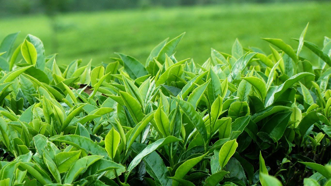 How to Harvest Your Tea?